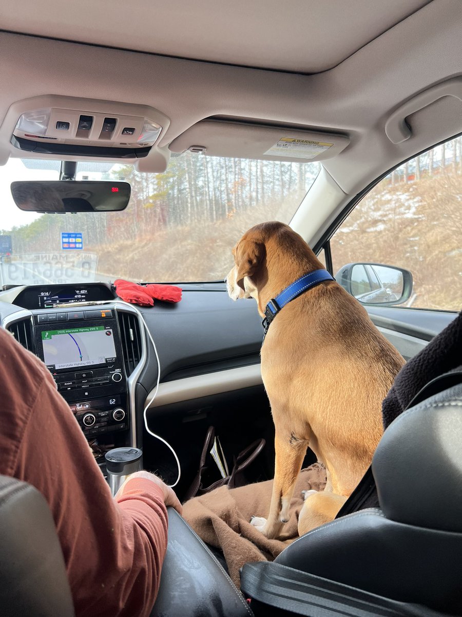 LolaPatolla's tweet photo. Sweet Ellie checking in from forever home!
Living her best life! ♥️
Ellie (1st pic shelter pic) was going to be euthanized for space in TX after waiting months in the shelter).
Now she has a family who love her very much!!! https://t.co/mJcwZOgu8g