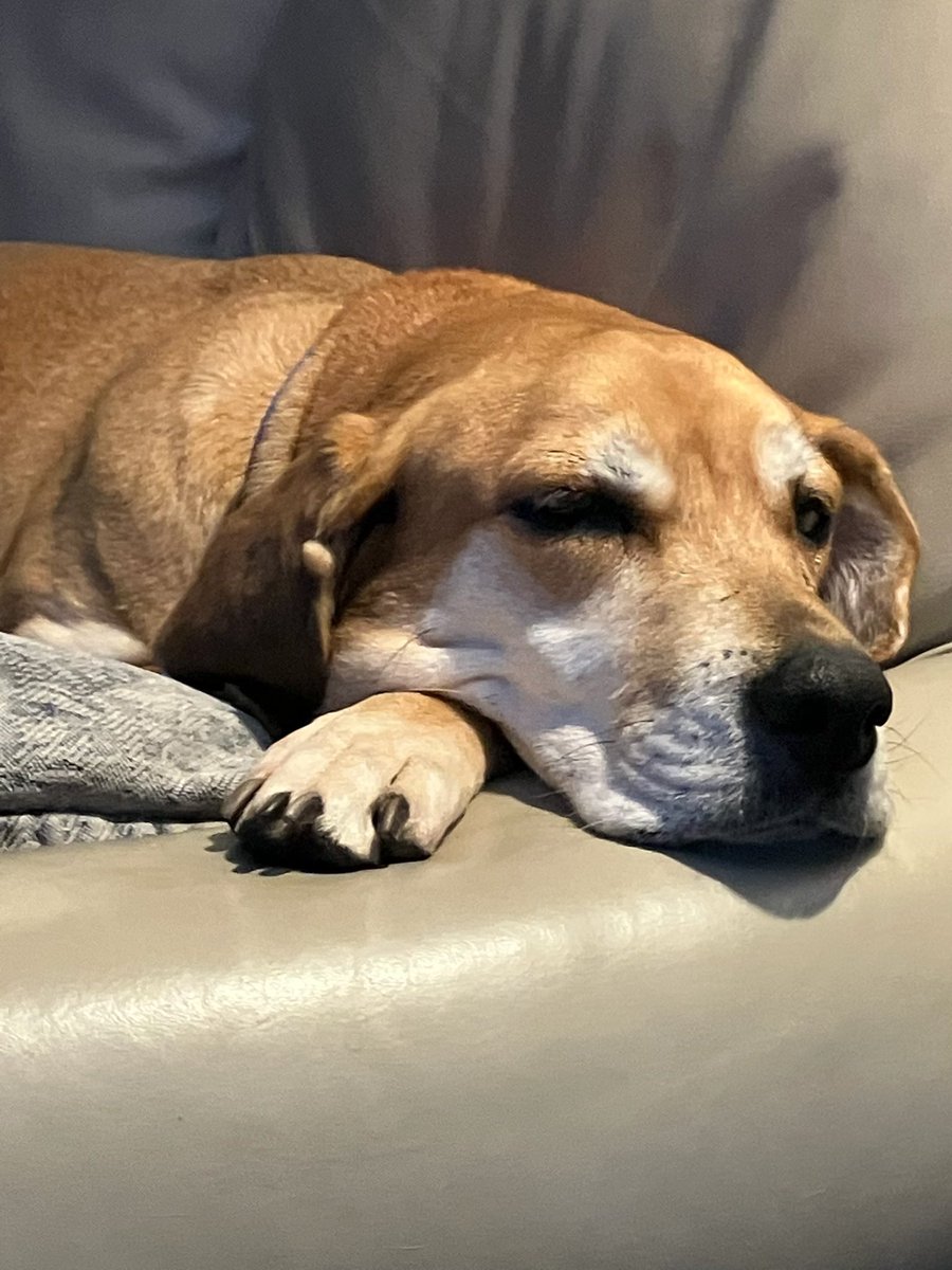 LolaPatolla's tweet photo. Sweet Ellie checking in from forever home!
Living her best life! ♥️
Ellie (1st pic shelter pic) was going to be euthanized for space in TX after waiting months in the shelter).
Now she has a family who love her very much!!! https://t.co/mJcwZOgu8g