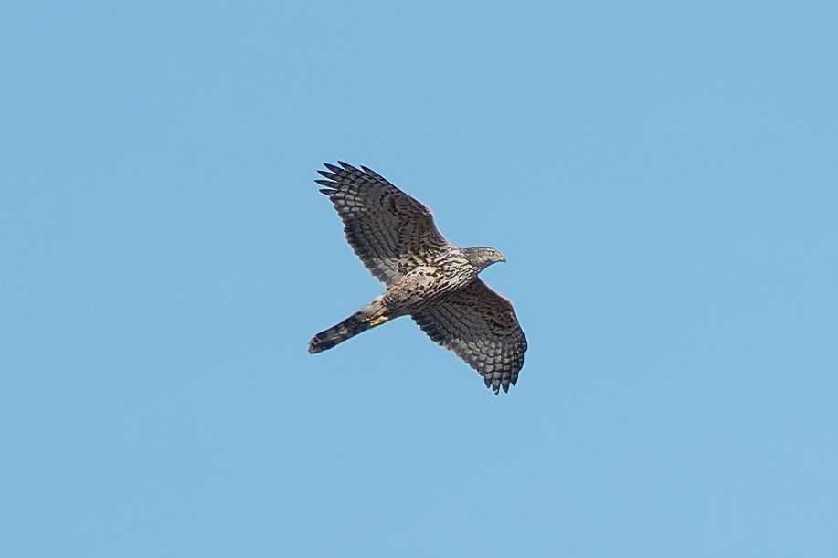Seeing lots of Goshawks in the Brecks over the past few days with around 75% 2CY birds like this female. In the garage this afternoon when heard a gull going bananas. Rushed in to get the bins and turned out to be a female Gos. Only 3rd I’ve seen from the garden in 20 yrs.