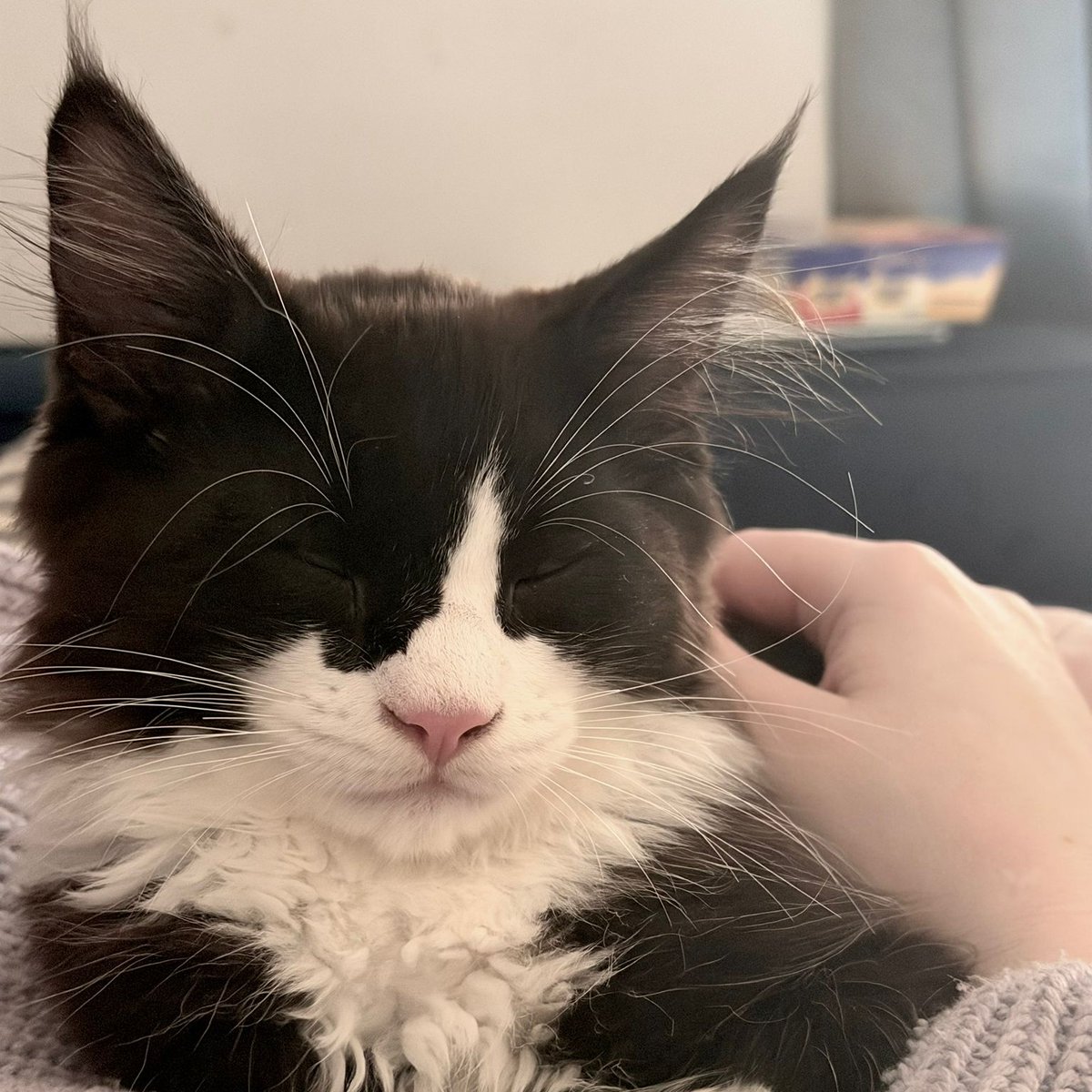 JustKaalin tweet media