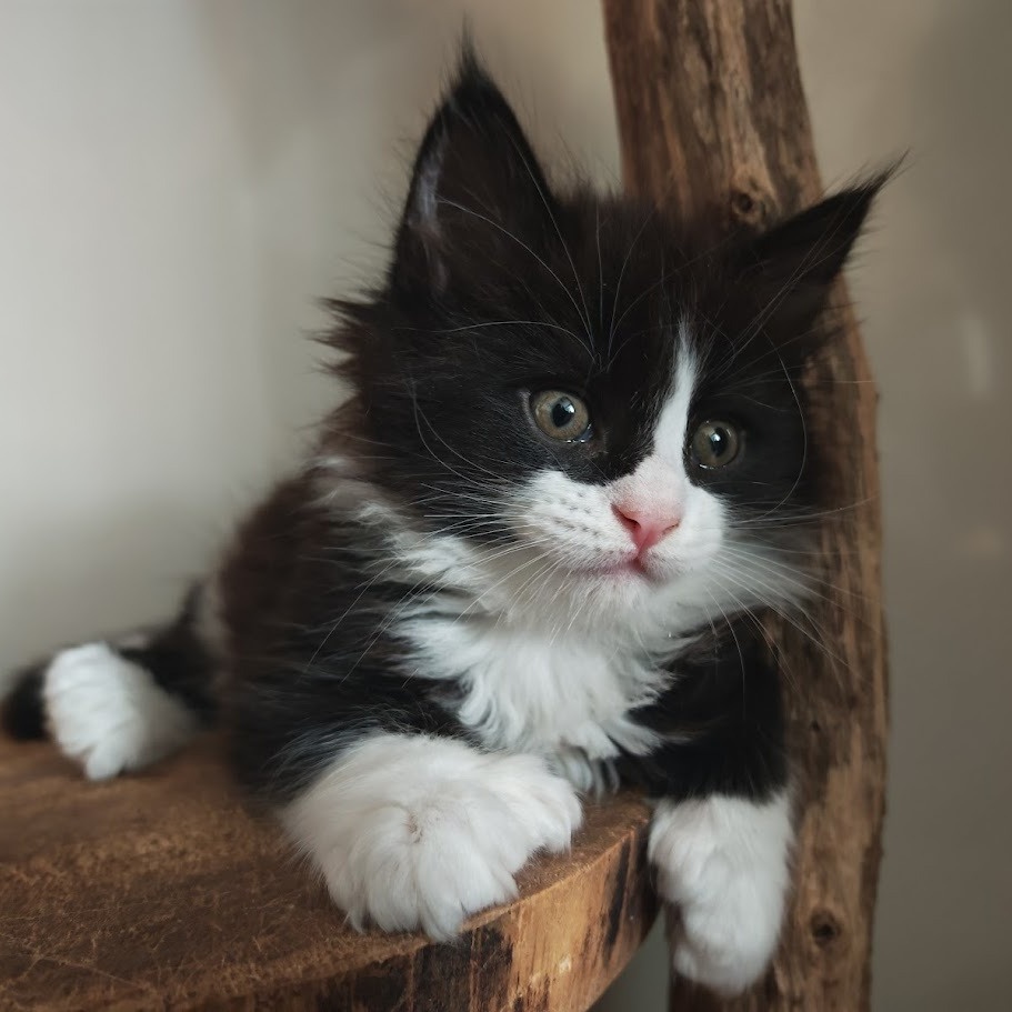 JustKaalin tweet media