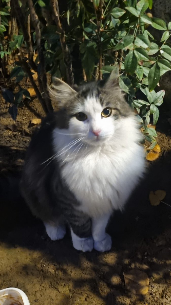 Bu güzel çocuk maalesef terk edilmiş, sokata yapamıyor, yuva arıyoruz. Konum istanbul, ama yakın illere de getirebiliriz.
#yuvaarayankedi #kedi #kedisahiplendirme