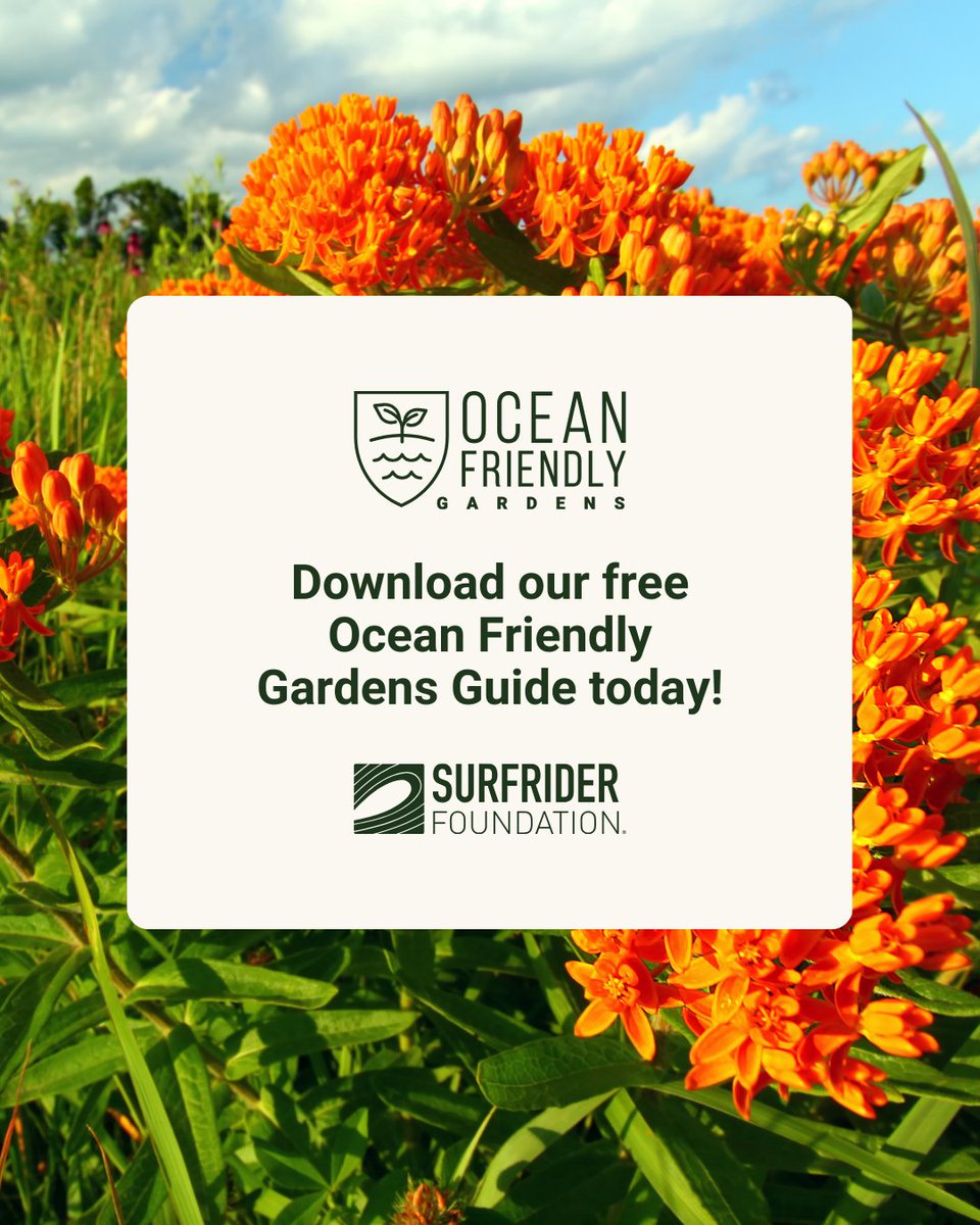 Surfrider Foundation tweet media