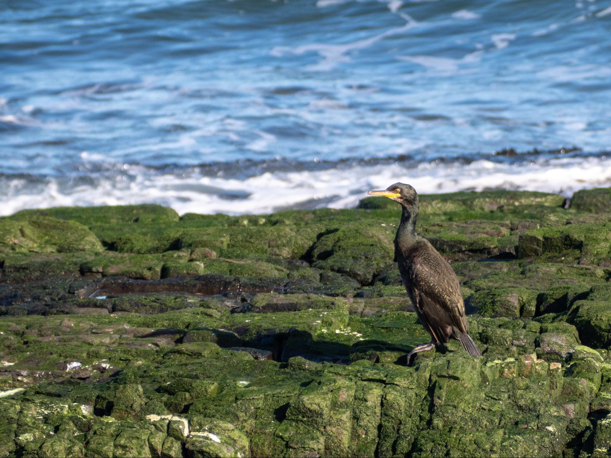 millierosek's tweet photo. Pics from a little lunch loop around the Farne Islands today 🦭 https://t.co/nqMpmCRQys