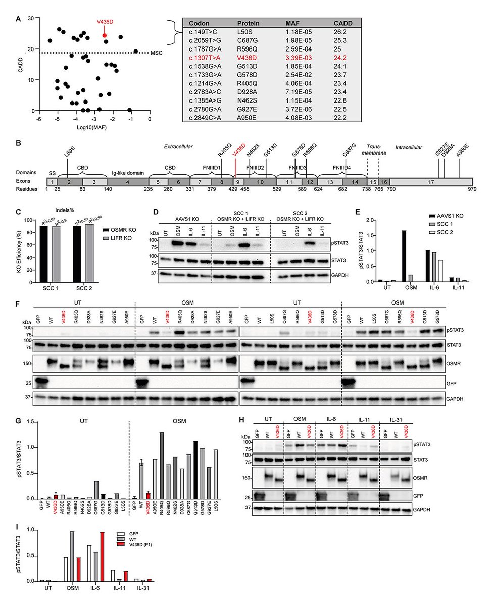 jhumimmunity's tweet photo. Andersen, Assing, Mogensen et al. @AarhusUni describe a patient with #asthma, pulmonary #aspergillosis, and elevated IgE homozygous for a deleterious variant in the oncostatin M receptor. https://t.co/kzMOsuM5Zi 

#InbornErrorsOfImmunity #immunodeficiencies #InfectiousDiseases https://t.co/sbzXO4i0u5