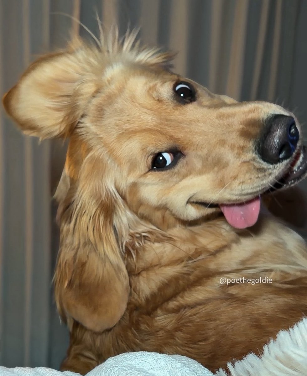Puppieslover's tweet photo. https://t.co/i1yhyDv3te