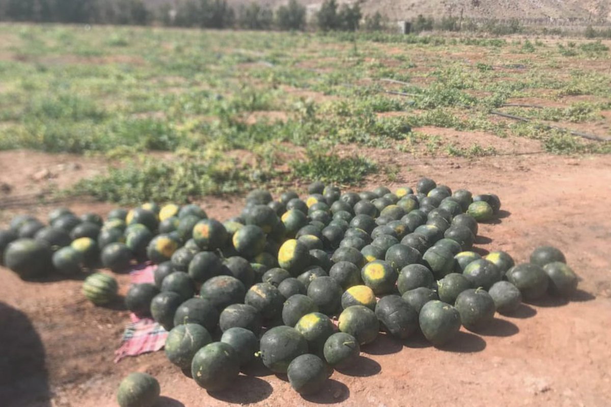 أحمد الرحبي🇴🇲💕🇵🇸 tweet media