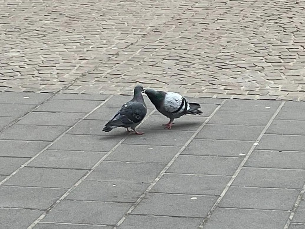 TOG Complexit tweet media