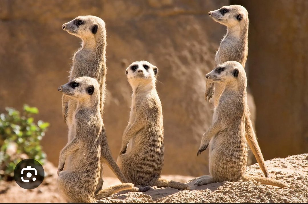 no context Ege tweet media