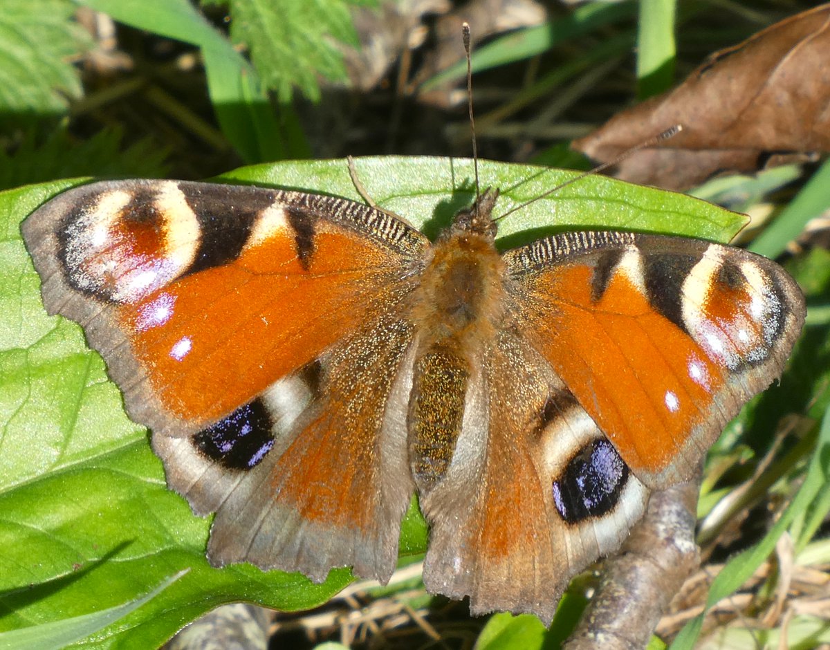 Beatrice Groves tweet media