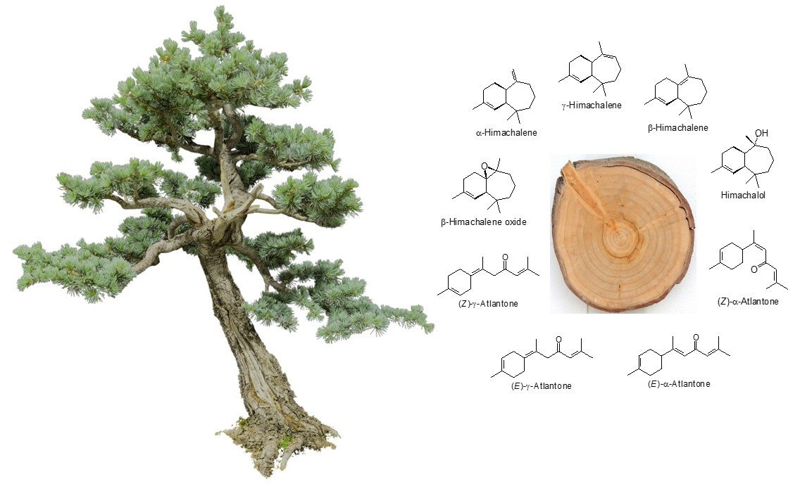 Plants_MDPI's tweet image. 🌲 Not all “cedars” are Cedrus.

This review compares cedarwood oil compositions across multiple genera, highlighting distinct sesquiterpenoid profiles behind their woody aromas.

🔗 Read more: brnw.ch/21x0qaz

#EssentialOils #Phytochemistry