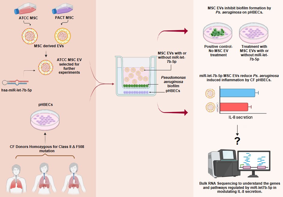 AJP-Lung Cellular and Molecular Physiology tweet media