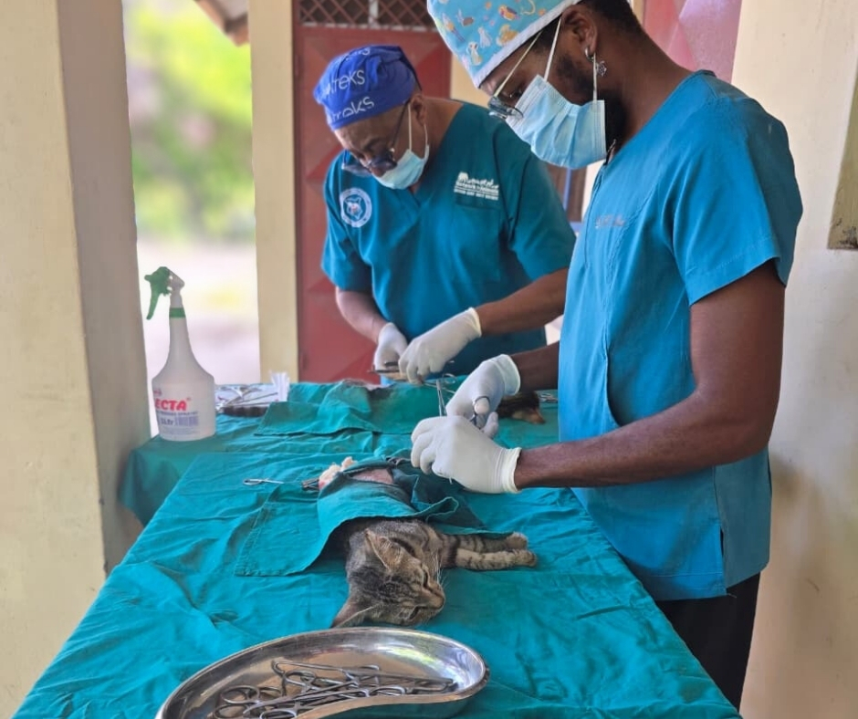 Network For Animals 🐾 tweet media