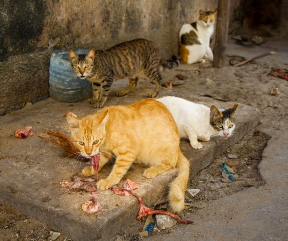 Network For Animals 🐾 tweet media