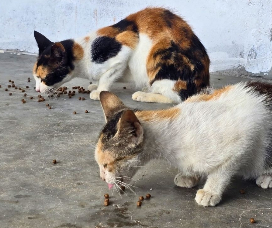 Network For Animals 🐾 tweet media