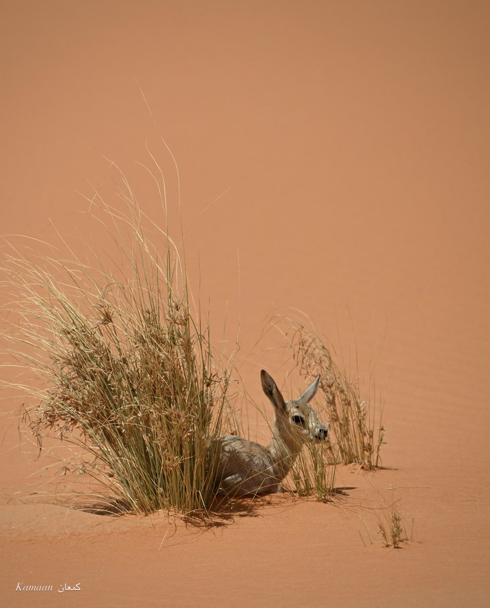 Kamaan 🇸🇦 كمعان tweet media