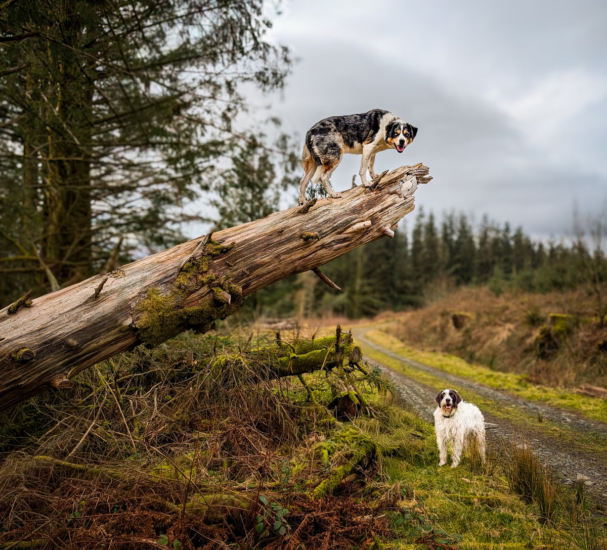 Paul Steele aka BaldHiker tweet media
