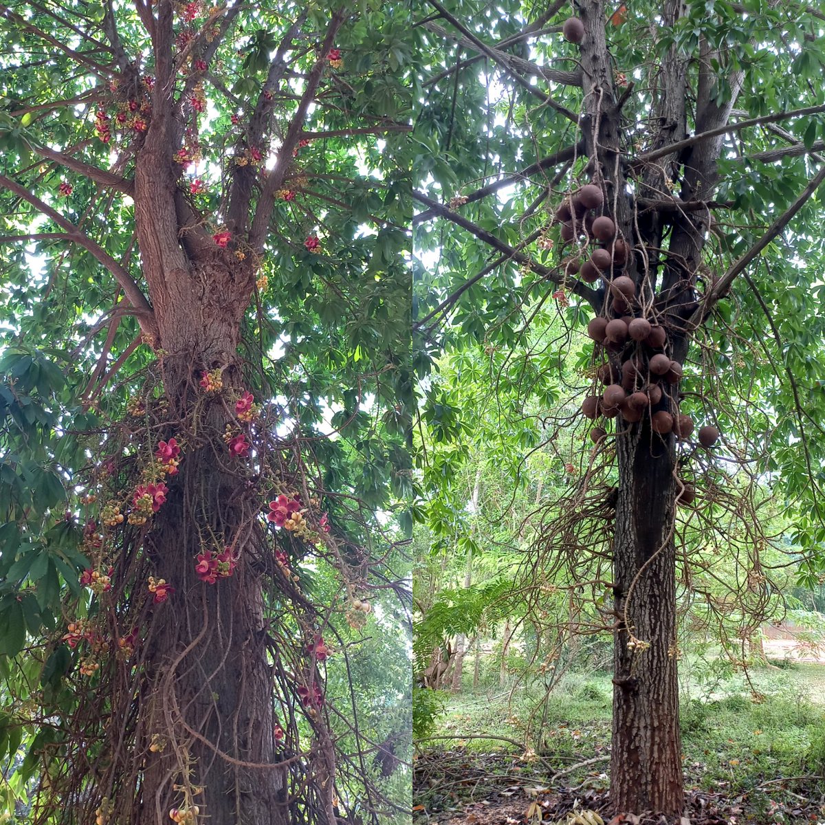 Shubh Ⓥ tweet media