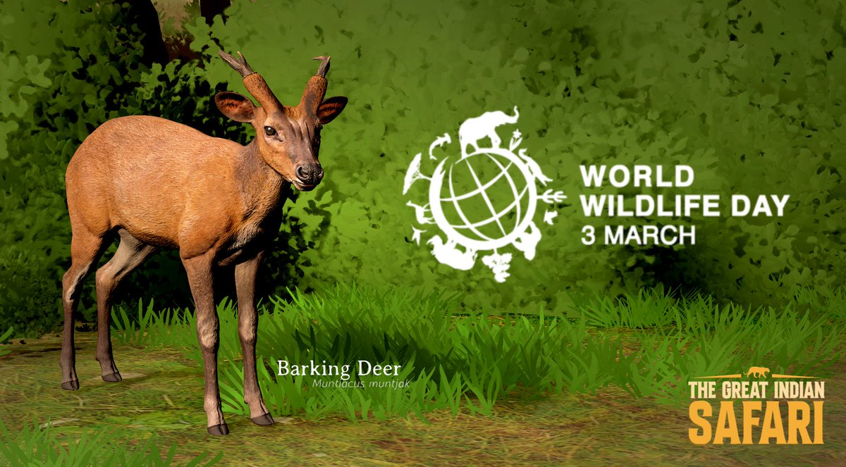 flying_rob's tweet photo. World Wildlife Day
The Barking Deer (Muntiacus muntjak) — small, secretive, and surprisingly vocal.
Spot one in The Great Indian Safari.
#WorldWildlifeDay #TheGreatIndianSafari #IndianWildlife #indiegame #gamedev