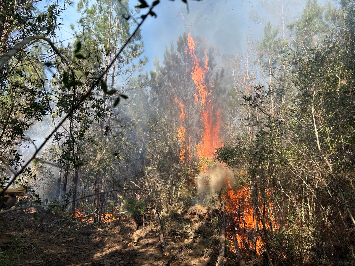 MS Forestry Commission tweet media