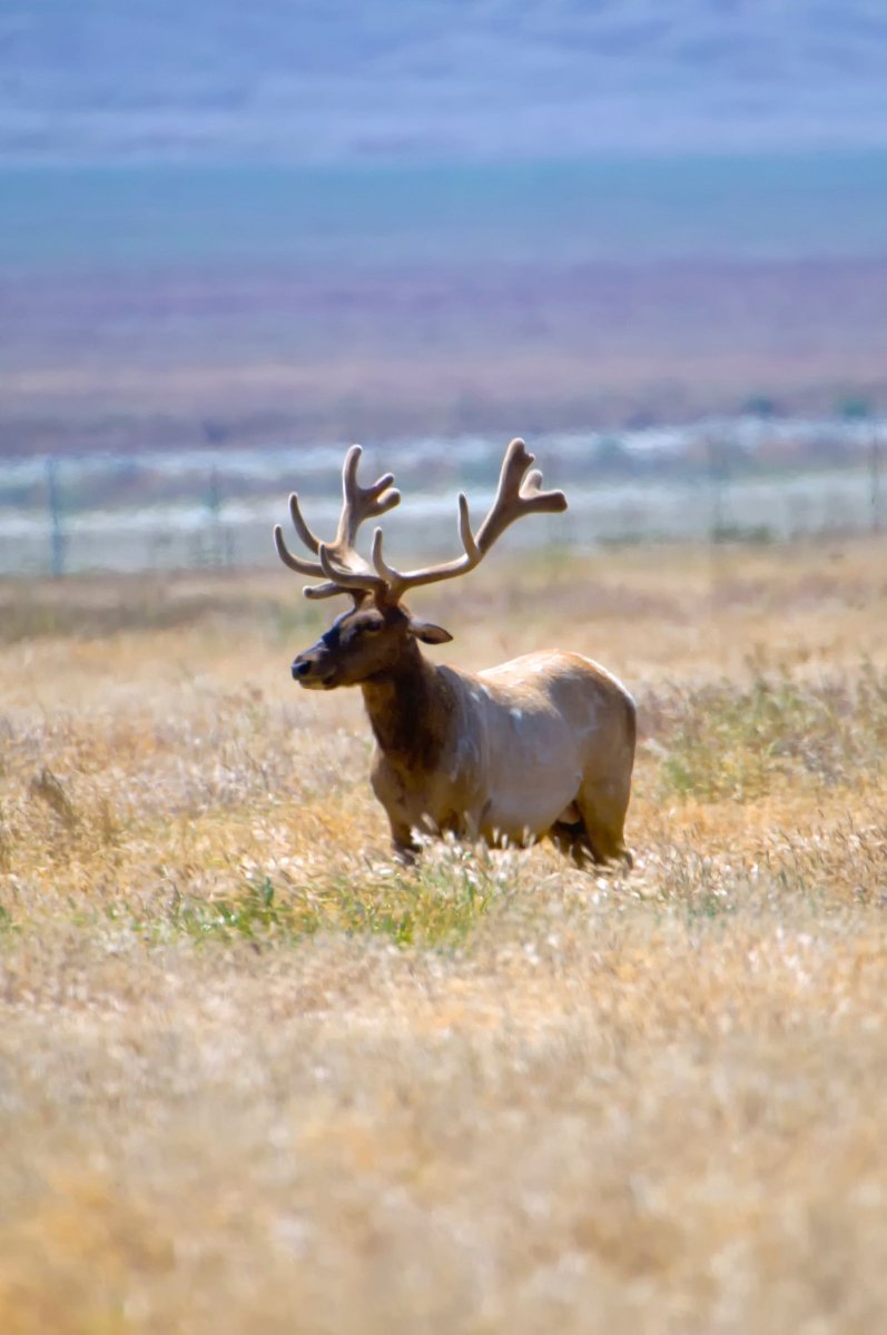 CAStateParks's tweet photo. On #WorldWildlifeDay, celebrate the incredible biodiversity found across California’s 280 state parks – from bighorn sheep to tule elk, monarch butterflies to bald eagles. With roughly over 700 native wildlife species, California has so much for you to see and protect! https://t.co/Fo1lUT5YG2