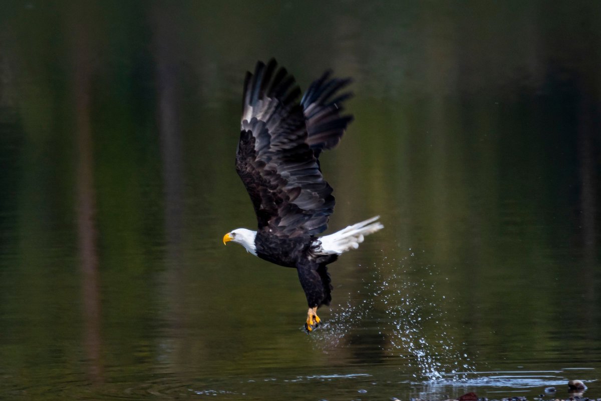 CAStateParks's tweet photo. On #WorldWildlifeDay, celebrate the incredible biodiversity found across California’s 280 state parks – from bighorn sheep to tule elk, monarch butterflies to bald eagles. With roughly over 700 native wildlife species, California has so much for you to see and protect! https://t.co/Fo1lUT5YG2