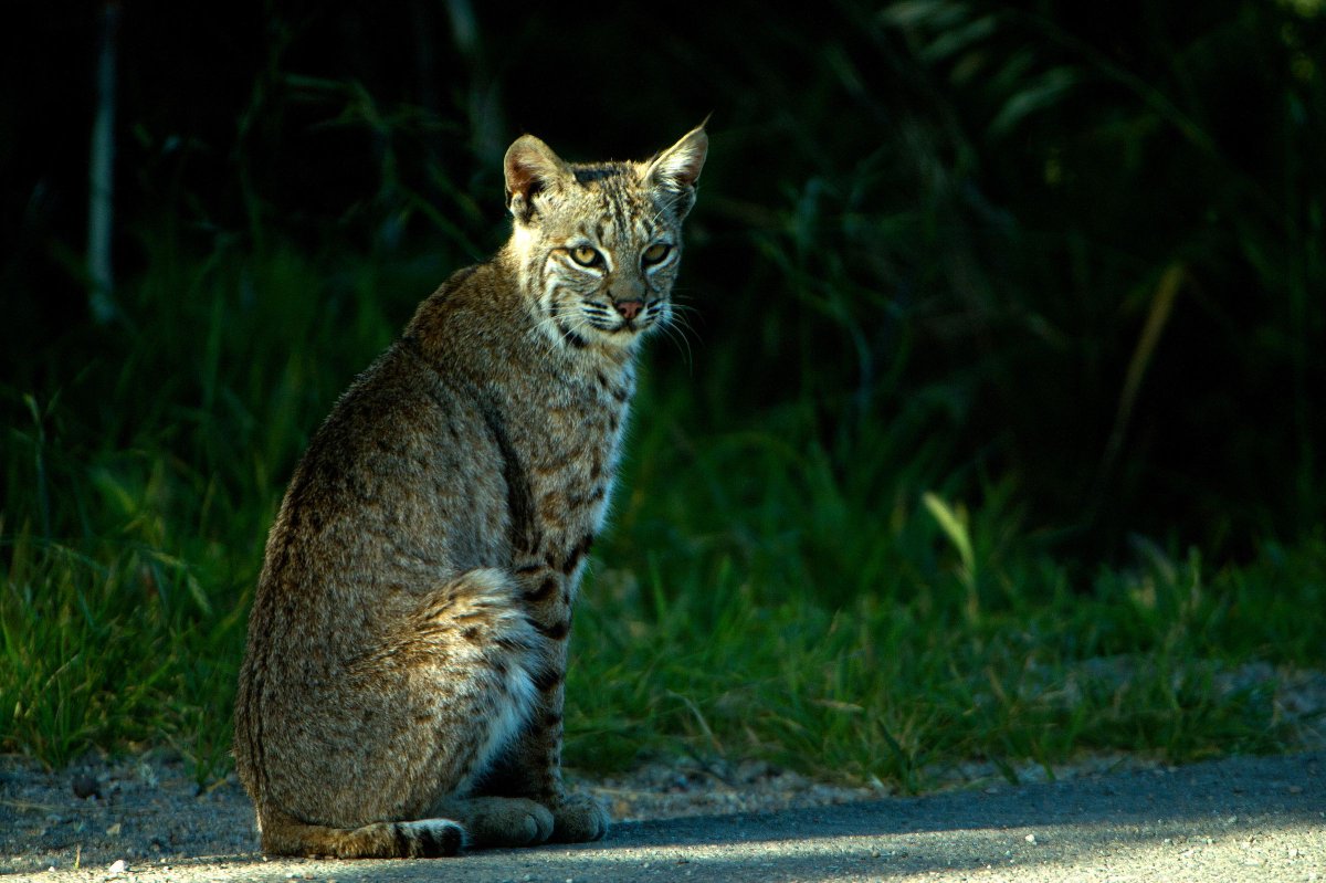 CAStateParks's tweet photo. On #WorldWildlifeDay, celebrate the incredible biodiversity found across California’s 280 state parks – from bighorn sheep to tule elk, monarch butterflies to bald eagles. With roughly over 700 native wildlife species, California has so much for you to see and protect! https://t.co/Fo1lUT5YG2