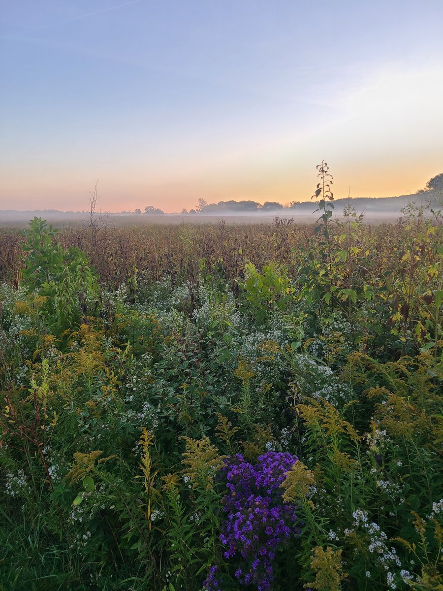 Forest Preserves tweet media