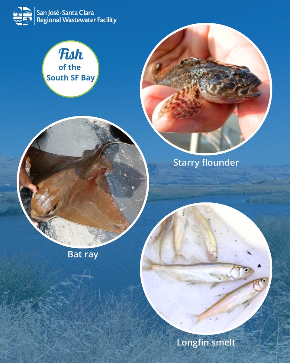 San José Environmental Services tweet media