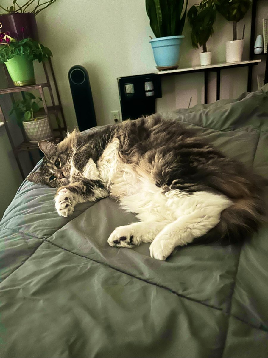 Steven Criss tweet media