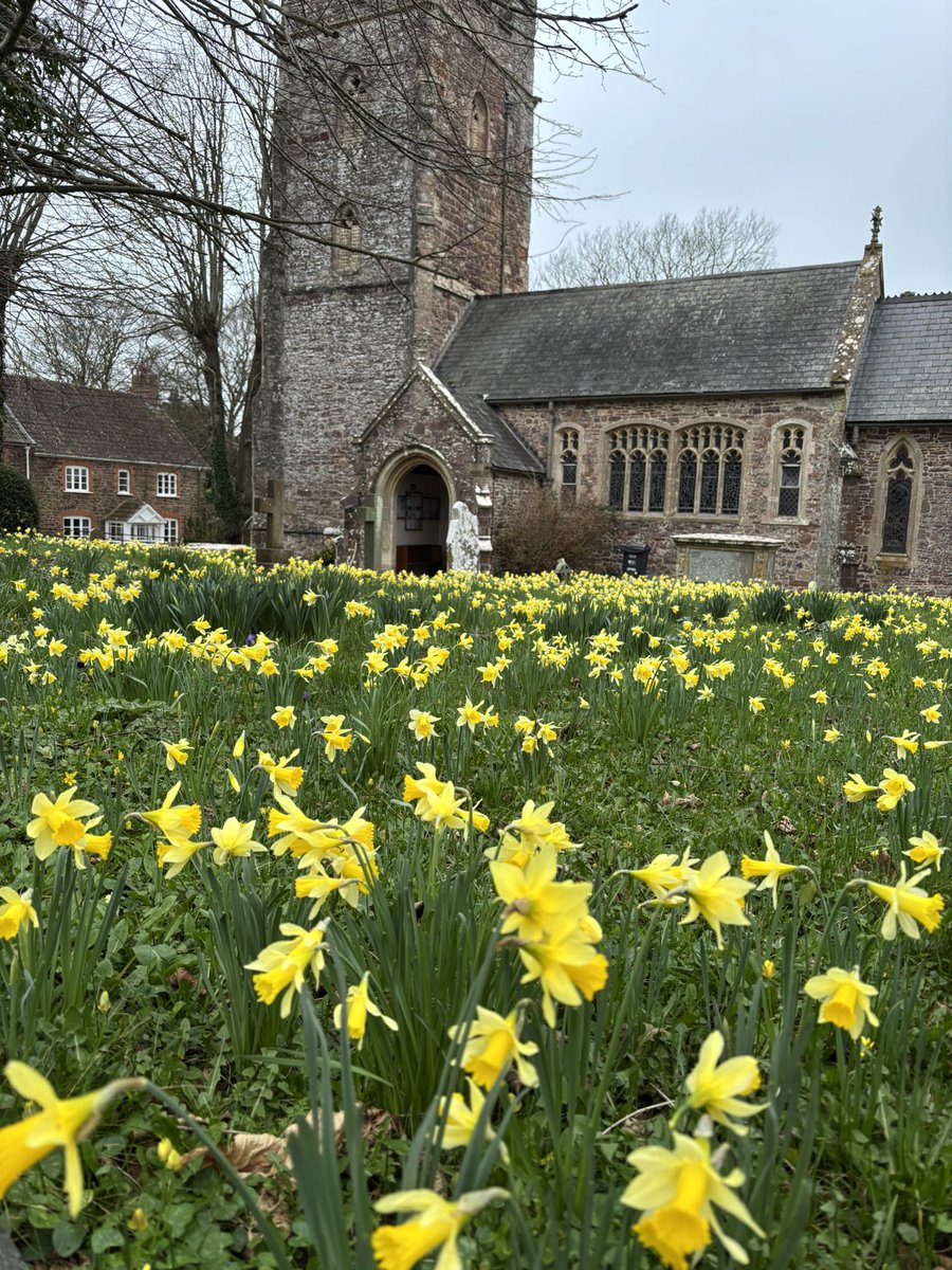 AlanEDown's tweet image. Spectacular Lent Lilies (Narcissus pseudonarcissus lobularis) at Over Stowey, Quantocks, Somerset. A great display of native primroses and other #wildflowers follows.