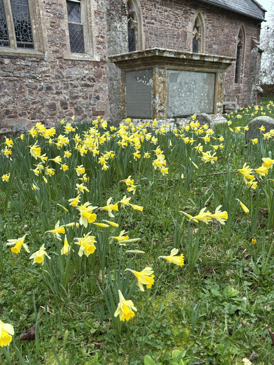 AlanEDown's tweet image. Spectacular Lent Lilies (Narcissus pseudonarcissus lobularis) at Over Stowey, Quantocks, Somerset. A great display of native primroses and other #wildflowers follows.