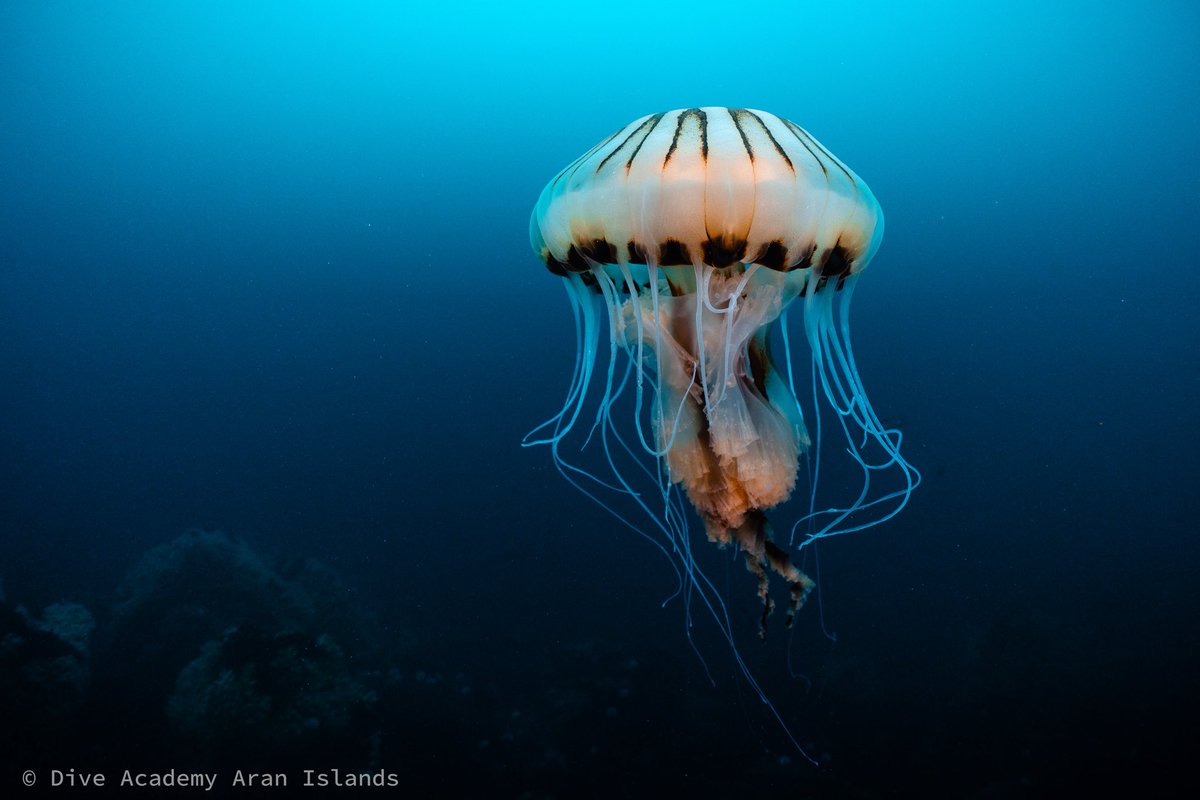 DiveAran tweet media