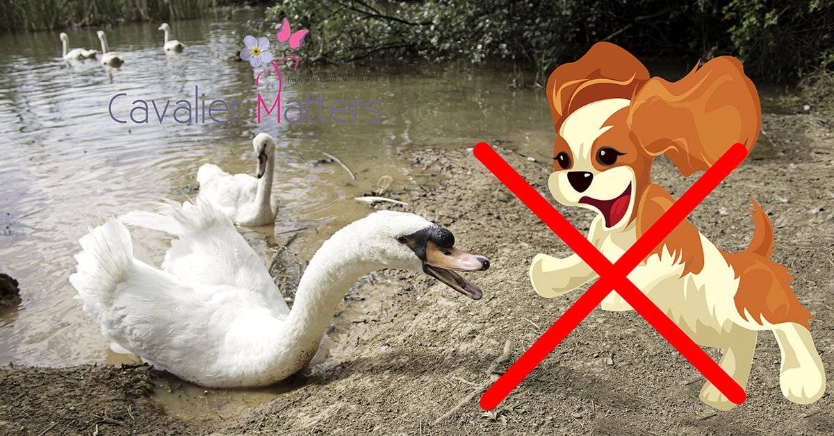 Cavalier Matters tweet media