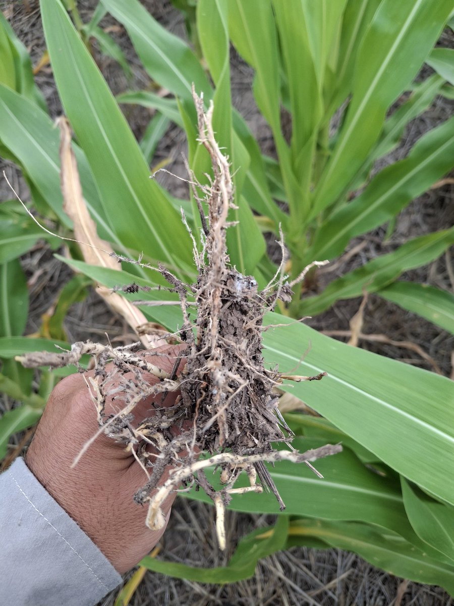 Ema Casañas 🌽 🌻 🍃 🚜 🌞 tweet media