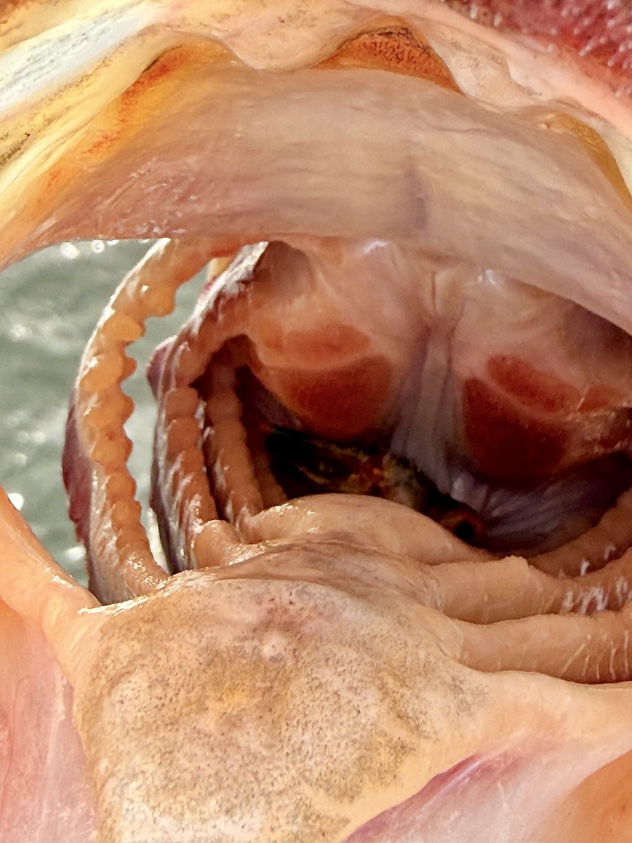 Crappie-doc 🐟🎣 tweet media