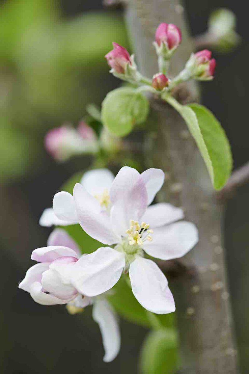 GroenVandaag tweet media
