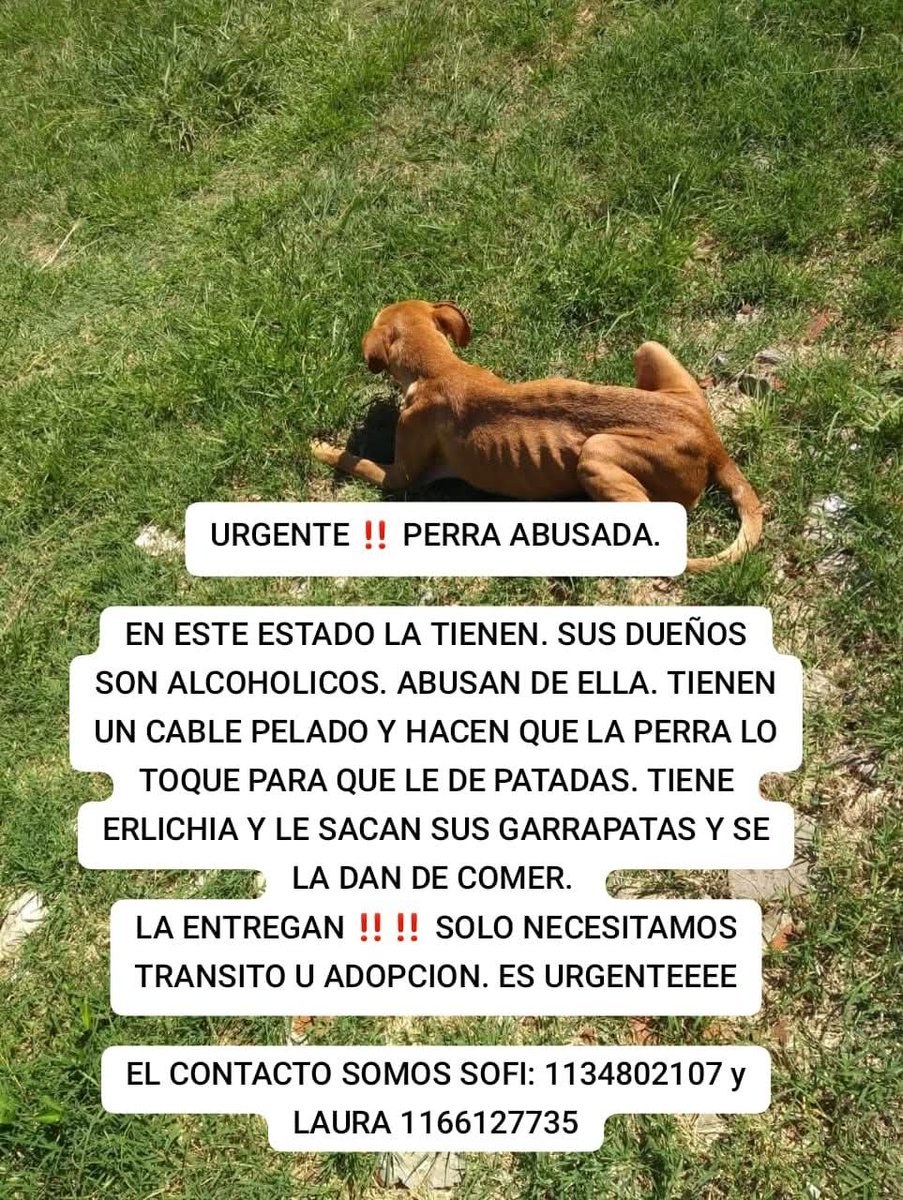 ManuSaenzVolvio's tweet photo. Salven a este angelito!
🙏🏻😭💔 https://t.co/DOkMvR3KIt