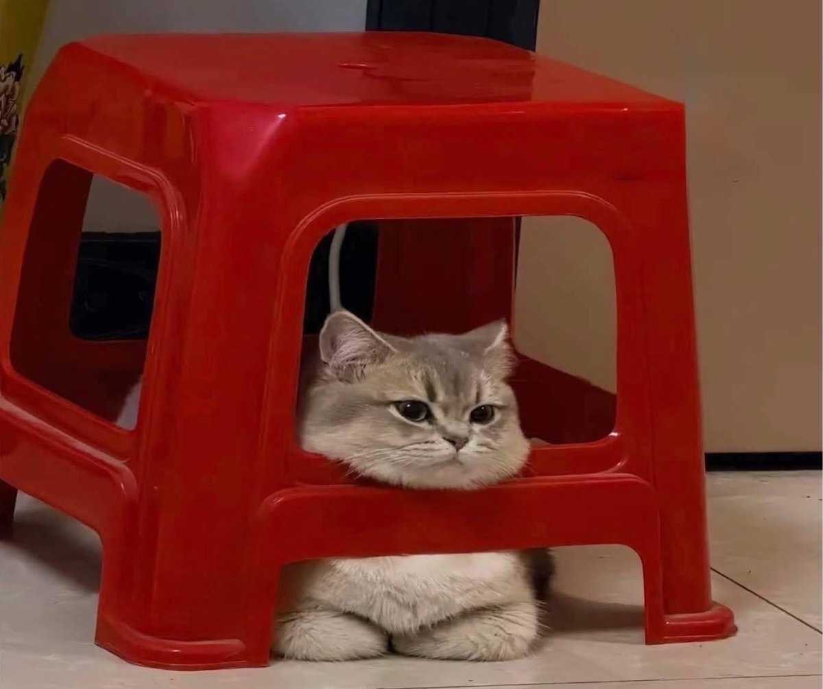 Guarromantico_'s tweet photo. A veces me gusta socializar pero sin hablar, solo estar cerca, como un gato. https://t.co/tELYyyG7gT