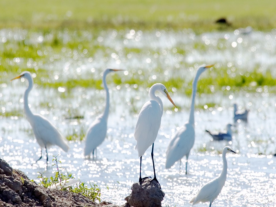 VisitFallon's tweet photo. Happy World Wildlife Day from the deserts of Nevada! Explore the incredible biodiversity at the Stillwater National Wildlife Refuge.
#visitfallon #fallonnevada #travelnevada https://t.co/f0ncBlQO90