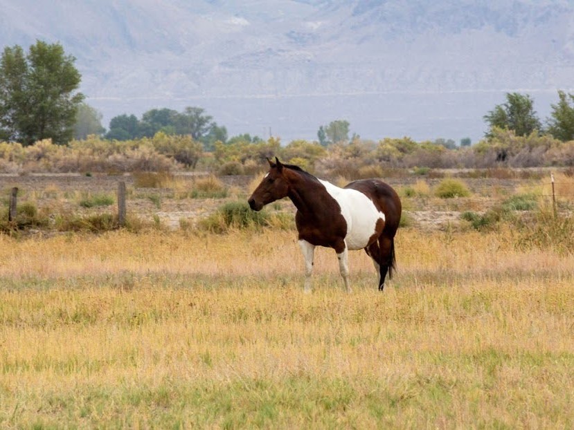 VisitFallon's tweet photo. Happy World Wildlife Day from the deserts of Nevada! Explore the incredible biodiversity at the Stillwater National Wildlife Refuge.
#visitfallon #fallonnevada #travelnevada https://t.co/f0ncBlQO90