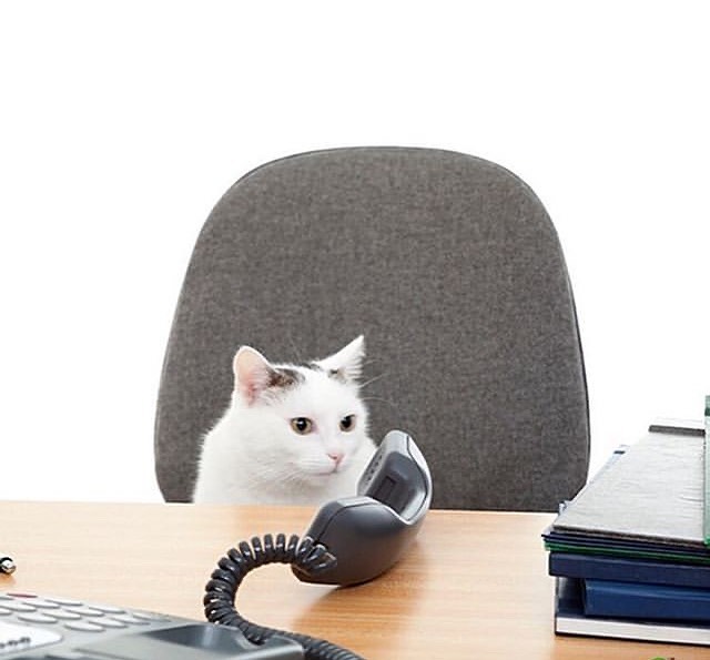 Punch Cat (@punchingcat) on Twitter photo 