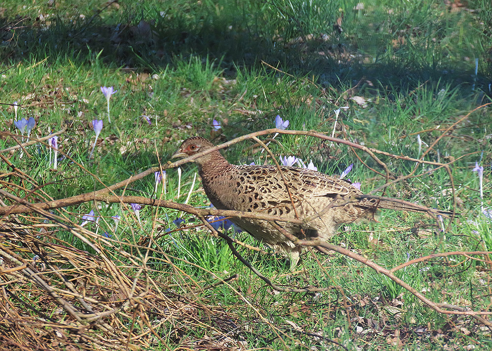 De #fazanthennen - het zijn er 3 - bleven vandaag de hele dag in de tuin rondhangen. Ik hoop dat ze weer ergens op het erf gaan broeden. Zou maar zo kunnen, want de haan is in de buurt💘

#fazant
#boerennatuur💚
#gangbare_landbouw🍀