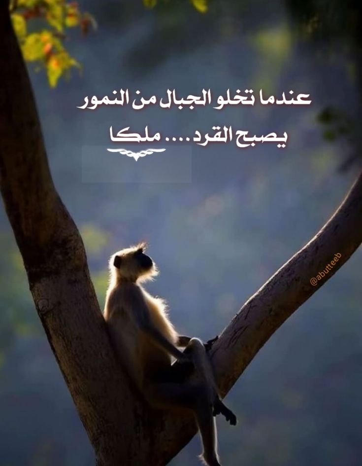 🌷رهف 🌹🌹 tweet media