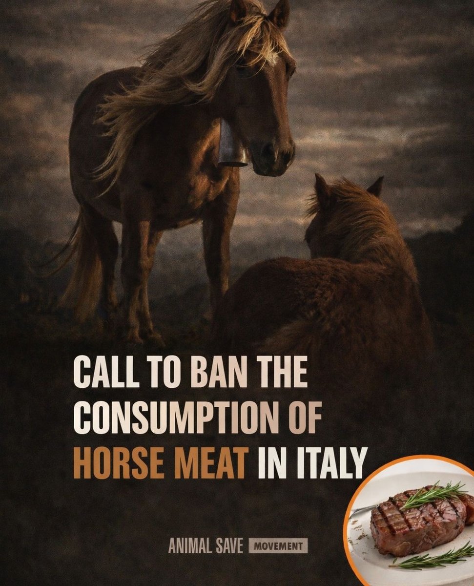 animalsavemvmt's tweet image. ITALY: The Regulations for the Protection of Equines and their Recognition as Companion Animals, aims to prohibit their slaughter, export for slaughter, sale &amp;amp; consumption of their meat, their use in entertainment &amp;amp; their use in scientific experiments.⁠

#horse #italy #meat 
⁠