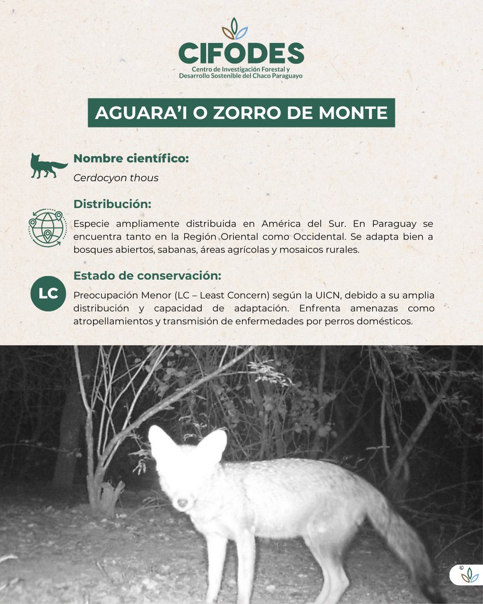 cifodespy's tweet photo. Desde el CIFODES, instalamos cámaras trampa para monitorear la biodiversidad del Chaco paraguayo.

Gracias a esta herramienta donada por #AiraDrone pudimos captar parte de la increíble vida silvestre que habita nuestros bosques 🐾✨ https://t.co/fp0UuDFPvy