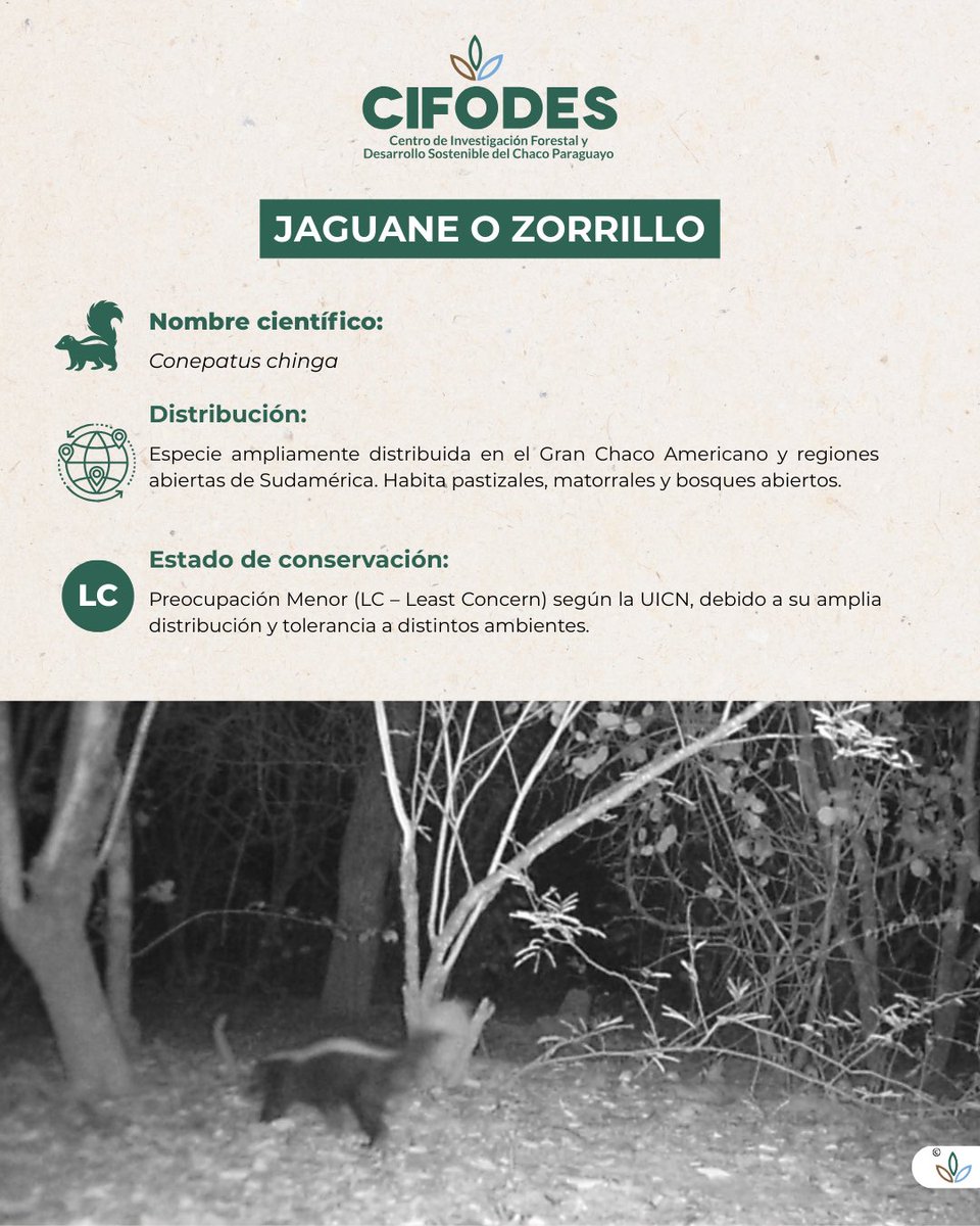 cifodespy's tweet photo. 🌿 CIFODES. Ciencia para la conservación.
Una iniciativa de @AECIDPARAGUAY, implementada por @atodopulmonPY con el apoyo de @Senatur_Py y @SenasaPy https://t.co/hh9MYACDbR