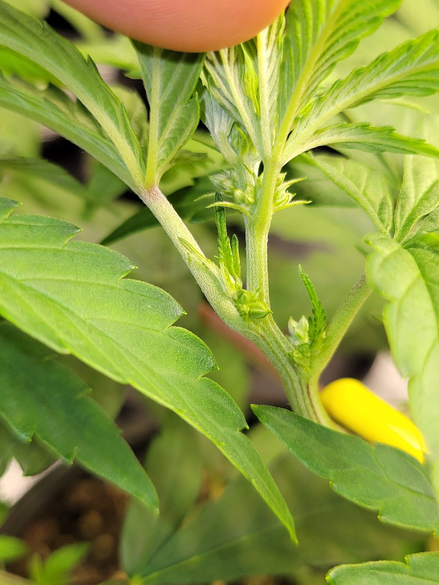 Trent'sGotAGarden tweet media