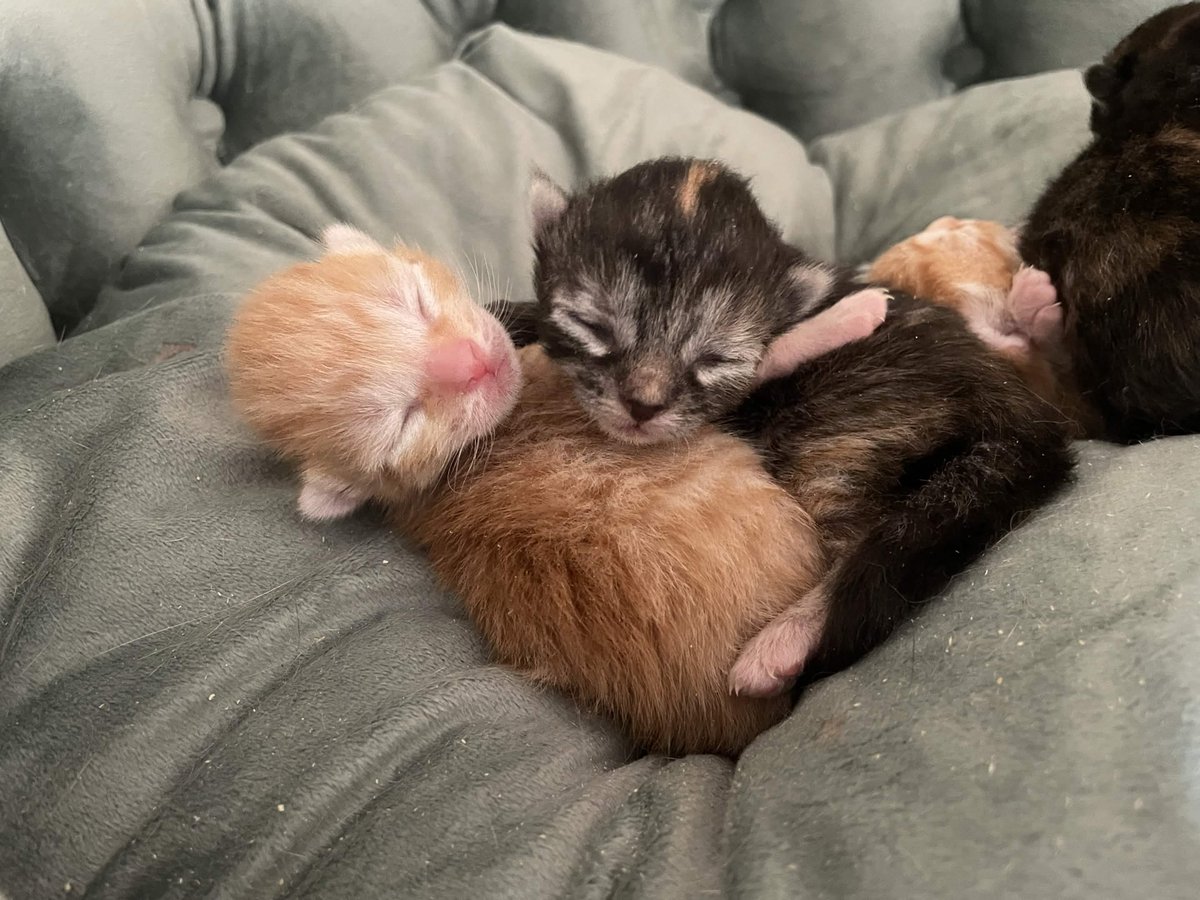 Choctopus 🐙 tweet media