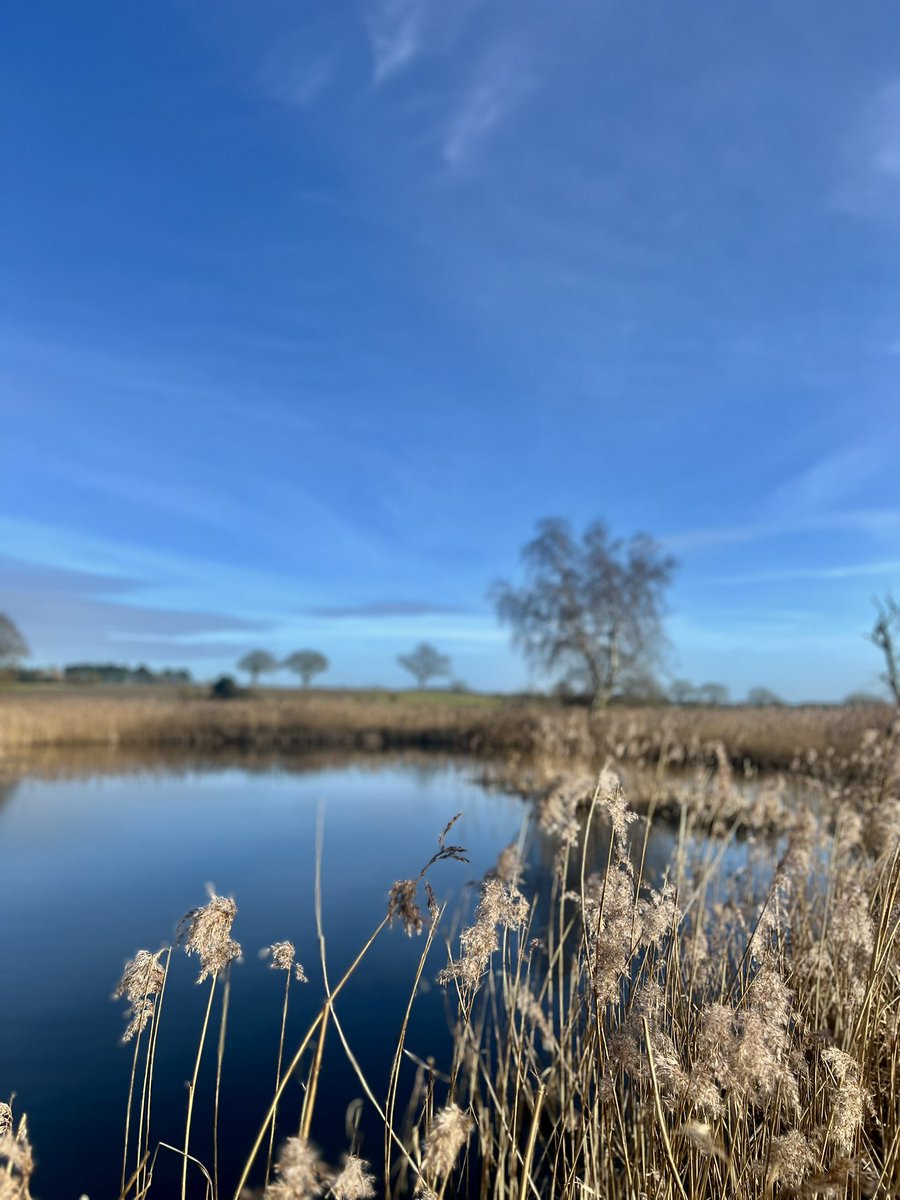 Pensthorpe's tweet photo. Another sunny day at Pensthorpe. 

Very springlike with our first returning Avocet &amp; Chiffchaff of the year. 

#PensthorpeSightings #DiscoverSpring https://t.co/QAjTZA0yBw